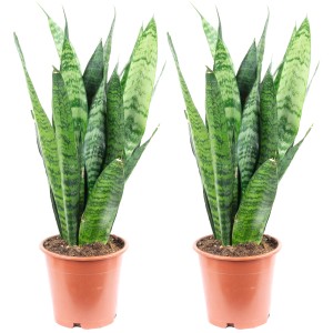 2er-Set Bogenhanf 'Black Coral' im Topf, pflegeleichte Zimmerpflanze, ca. 30 cm hoch.