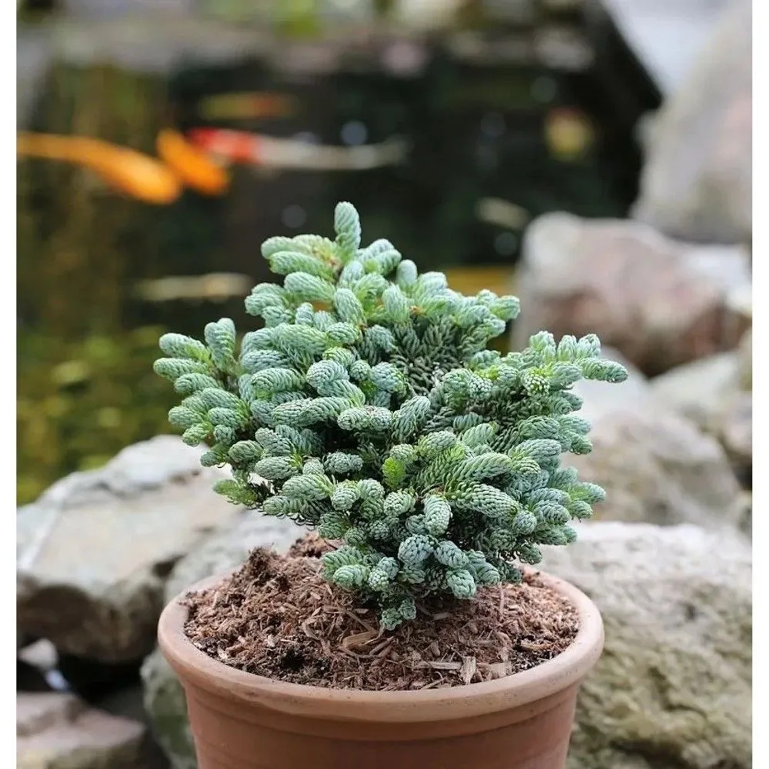 Koreatanne Kohouts Icebreaker 15-20cm - Abies koreana