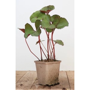 Zahnblatt 'Midnight Lady' im Topf: Dunkle Blätter, rote Stiele. Ideal für schattige Gartenbereiche.