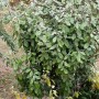 Wintergrüne Ölweide (Elaeagnus ebbingei) mit grünen Blättern im Garten.
