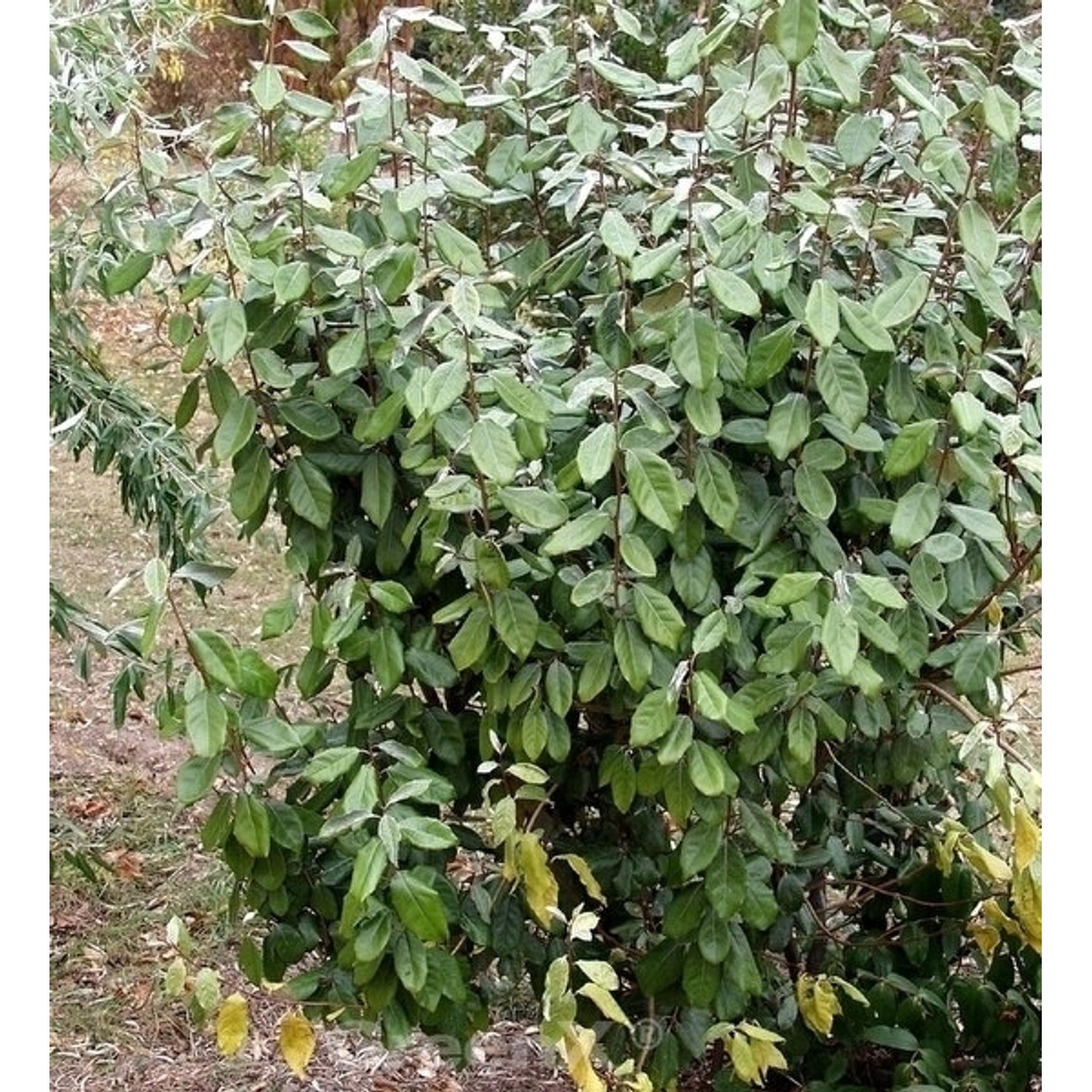 Wintergrüne Ölweide 100-125cm - Elaeagnus ebbingei günstig online kaufen