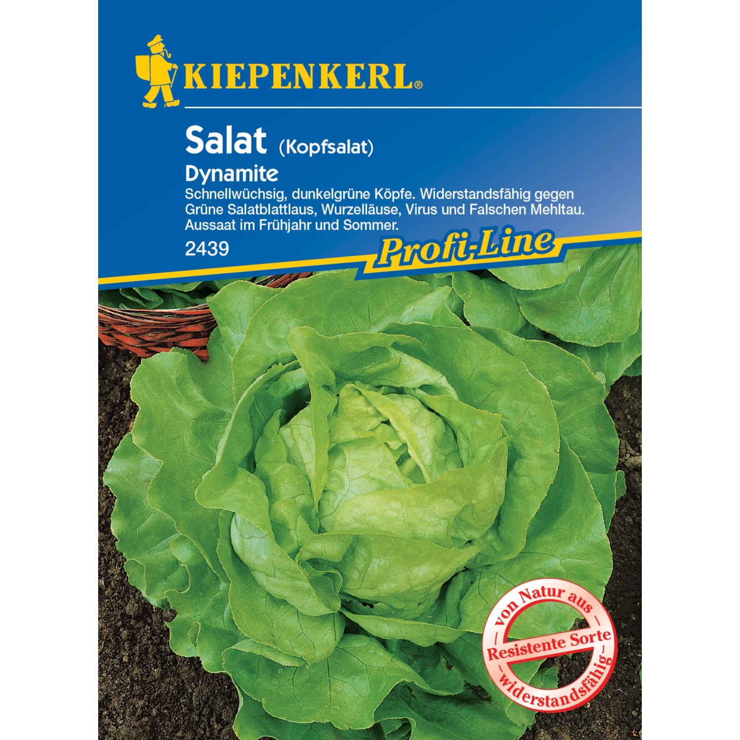 Kiepenkerl Profi-Line Kopfsalat Dynamite günstig online kaufen