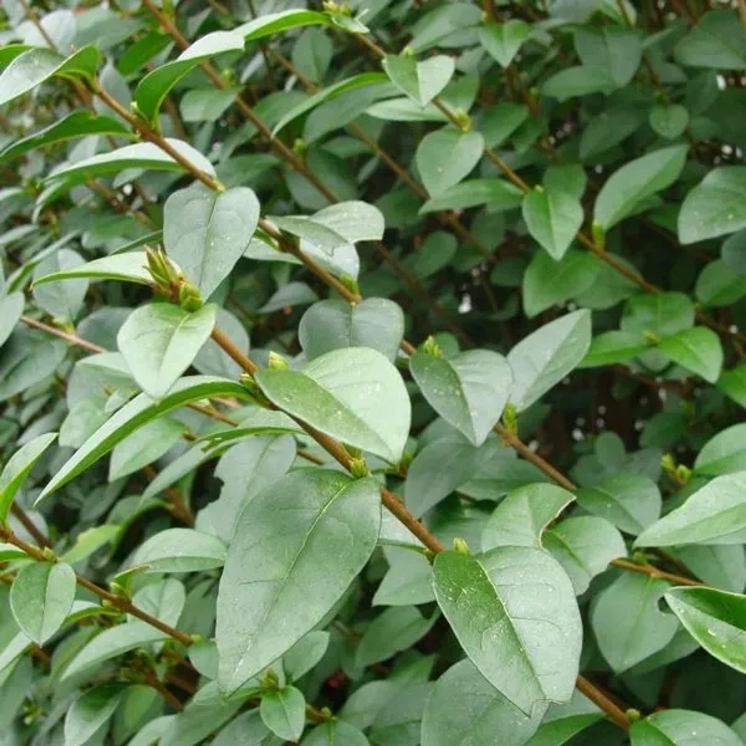 Ovalblättriger Liguster Ligustrum ovalifolium 60 bis 80 cm im Container Heckenpflanze