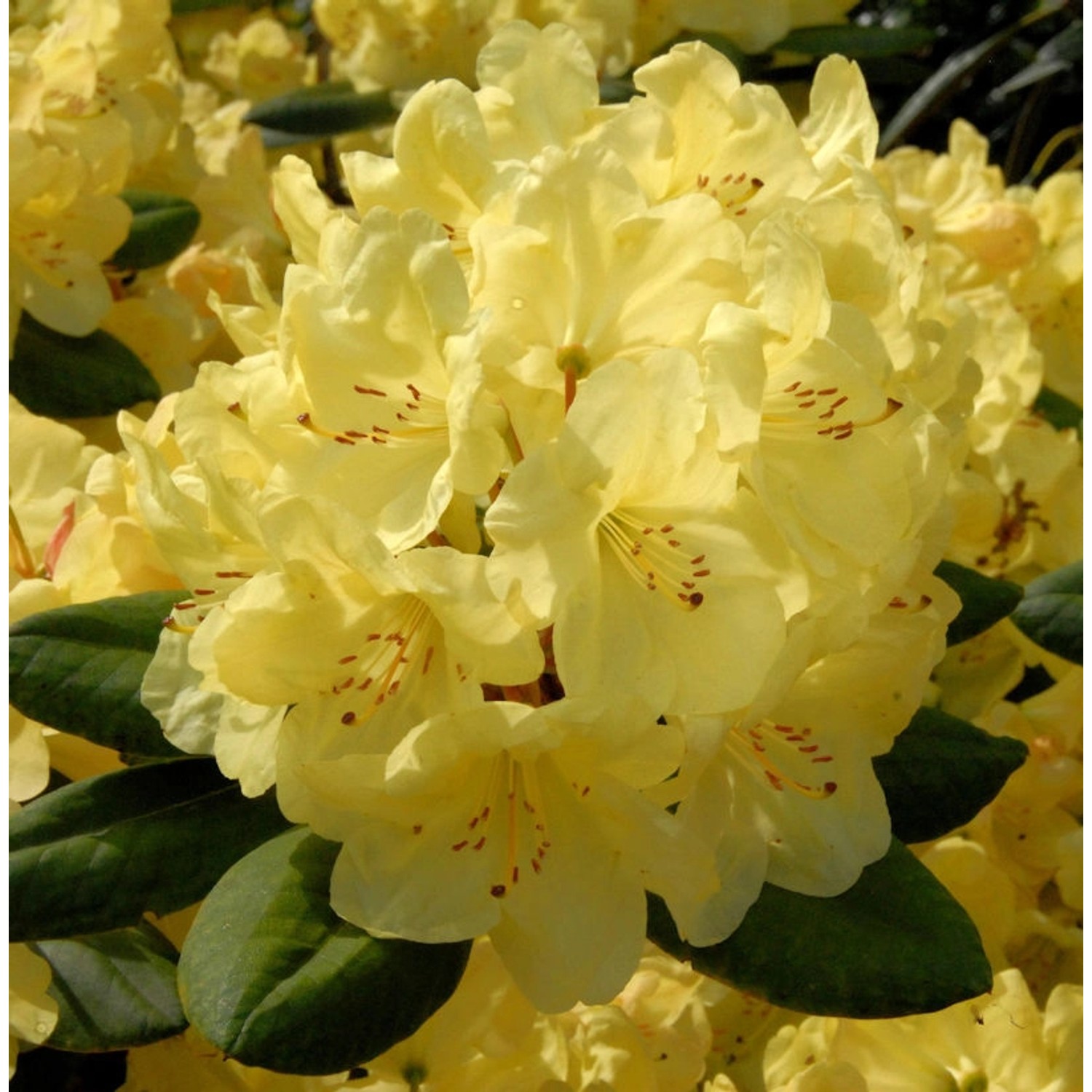 Großblumige Rhododendron Junigold 30-40cm - Alpenrose günstig online kaufen