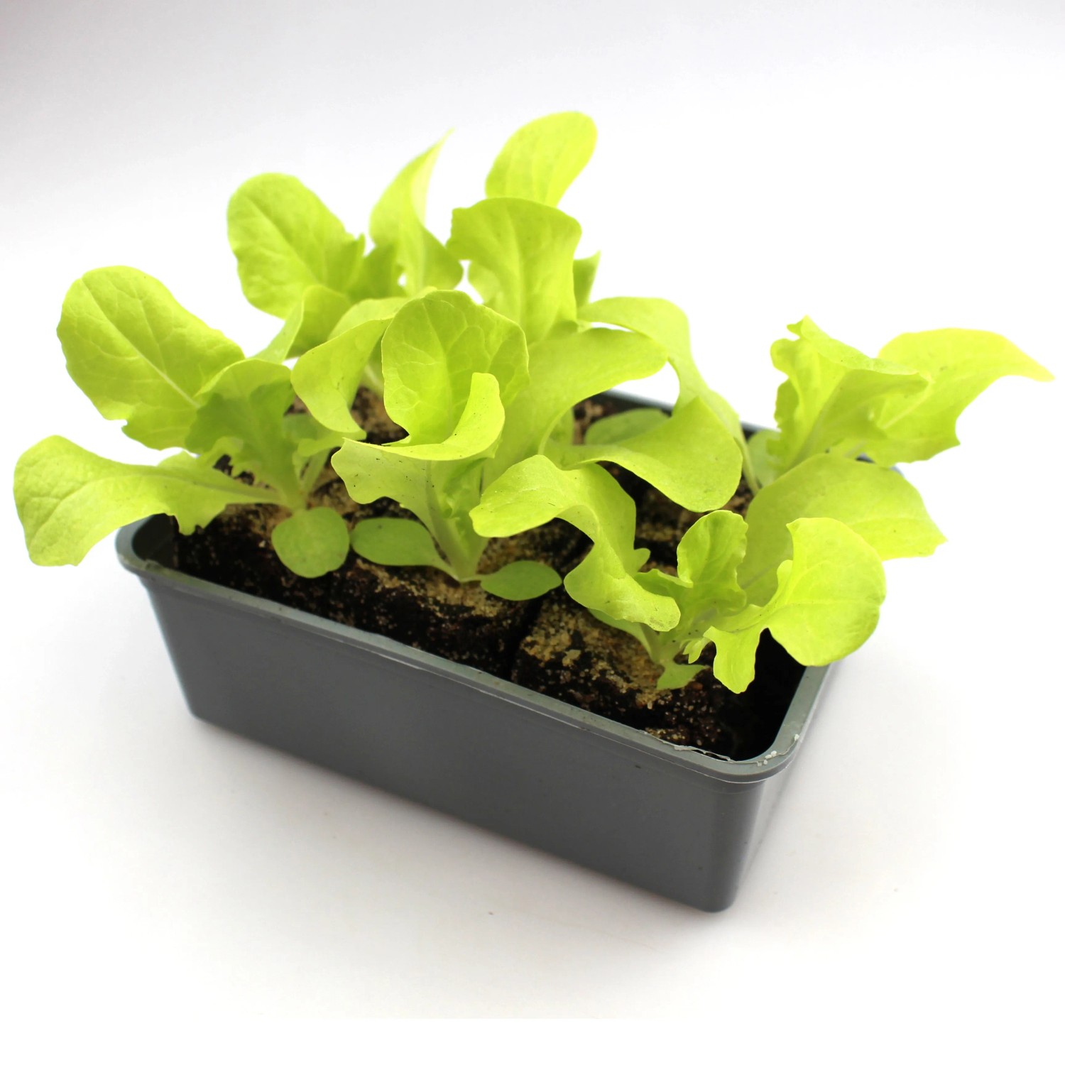 GROW by OBI Eichblattsalat Grün 6er Schale Lactuca sativa
