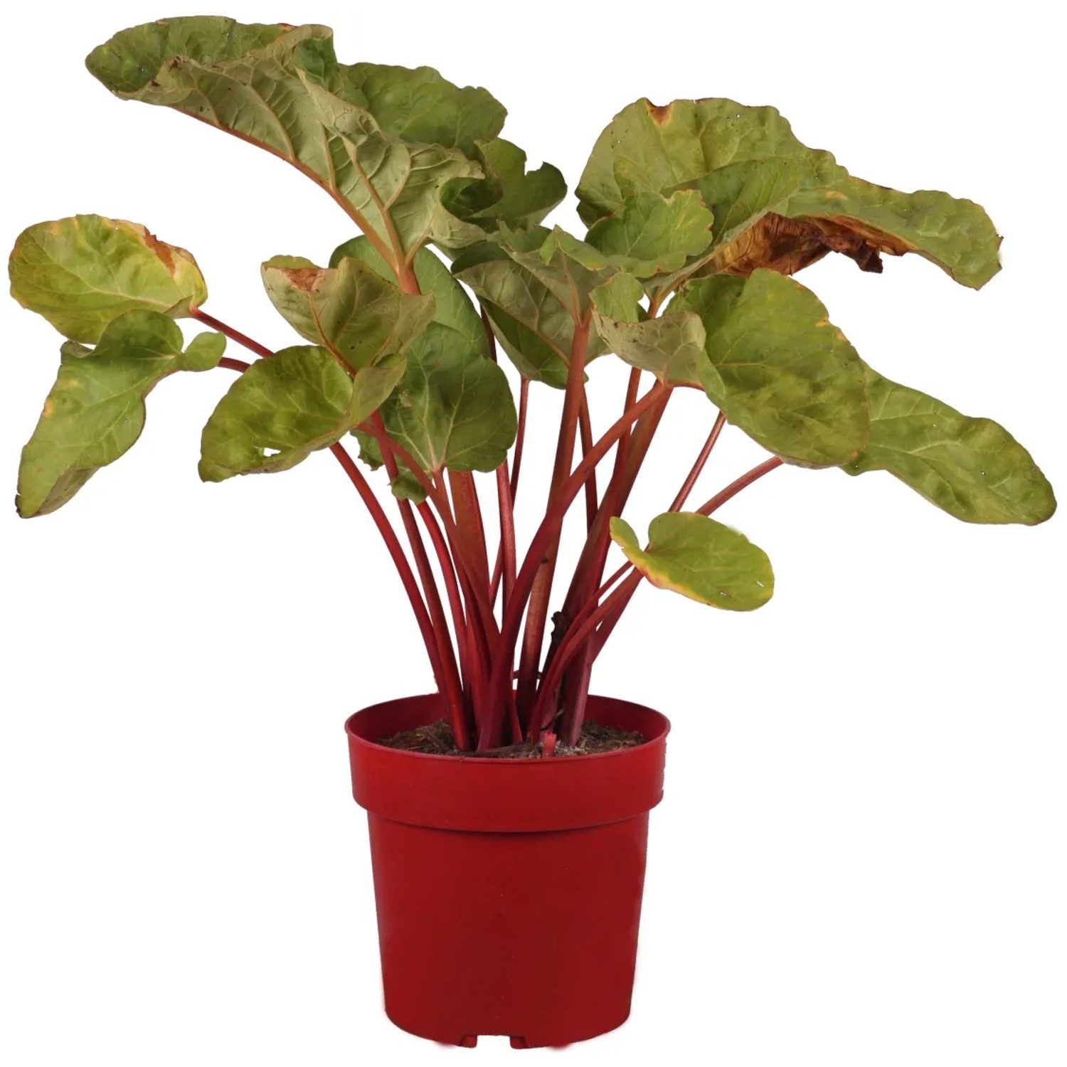Kiepenkerl Rhabarber Springbarber Redbarber – Rot, Mild & Aromatisch – Dunkelrote Stiele, Kompakter Wuchs, Winterhart, Mehrjährig – Im 12 Cm Topf – Für Beet, Hochbeet & Kübel