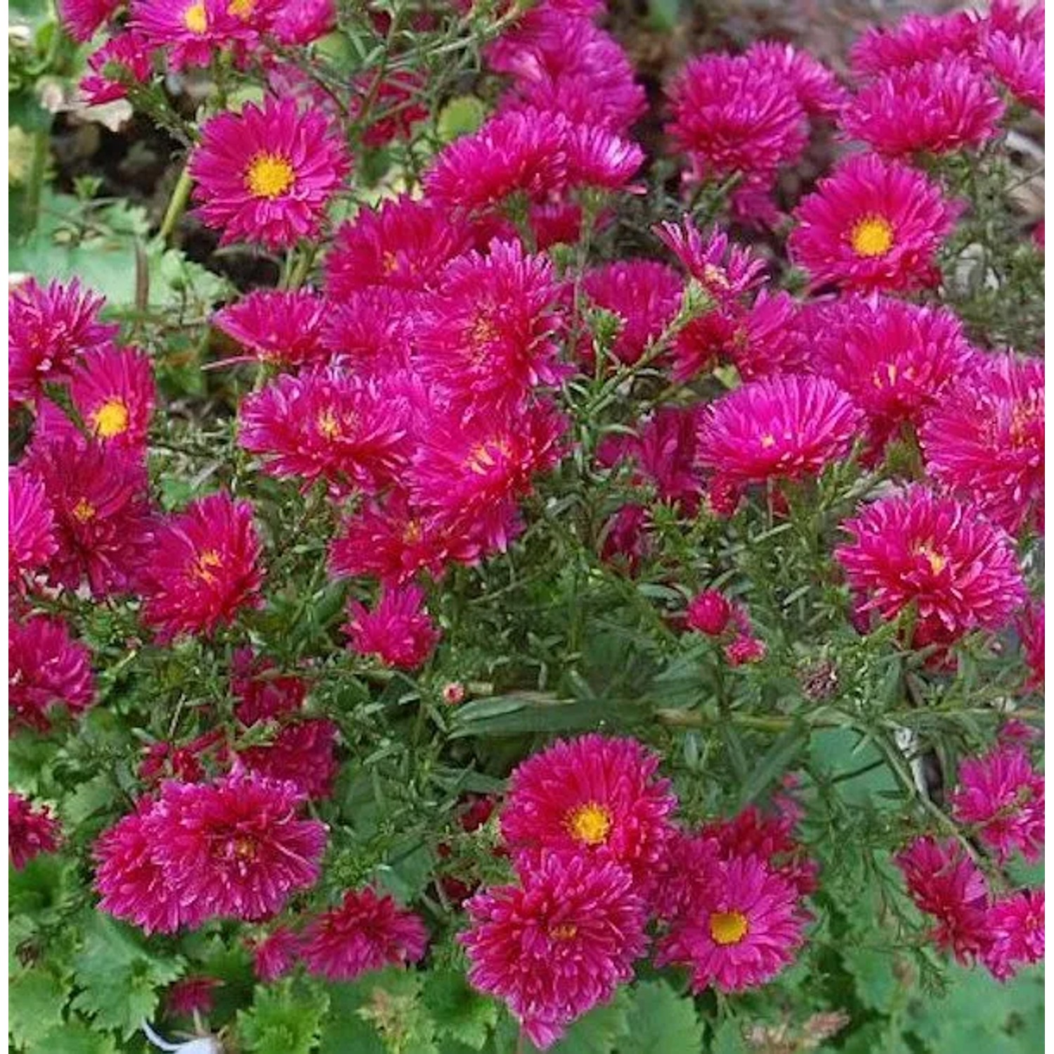 Glattblattaster Royal Ruby - Aster novi belgii