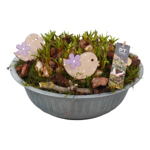 Traubenhyazinthen-Arrangement im Zinktopf mit Deko-Vögeln, Topf ca. 29 cm Ø.