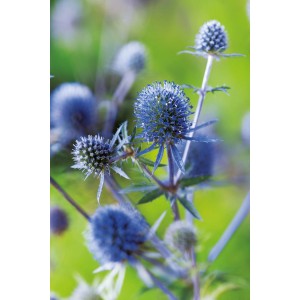 Blühende Flachblatt-Mannstreu (Eryngium) mit blauen Blüten im Topf, eine dekorative Staude für den Garten.
