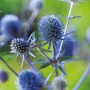 Blühende Flachblatt-Mannstreu (Eryngium) mit blauen Blüten im Topf, eine dekorative Staude für den Garten.