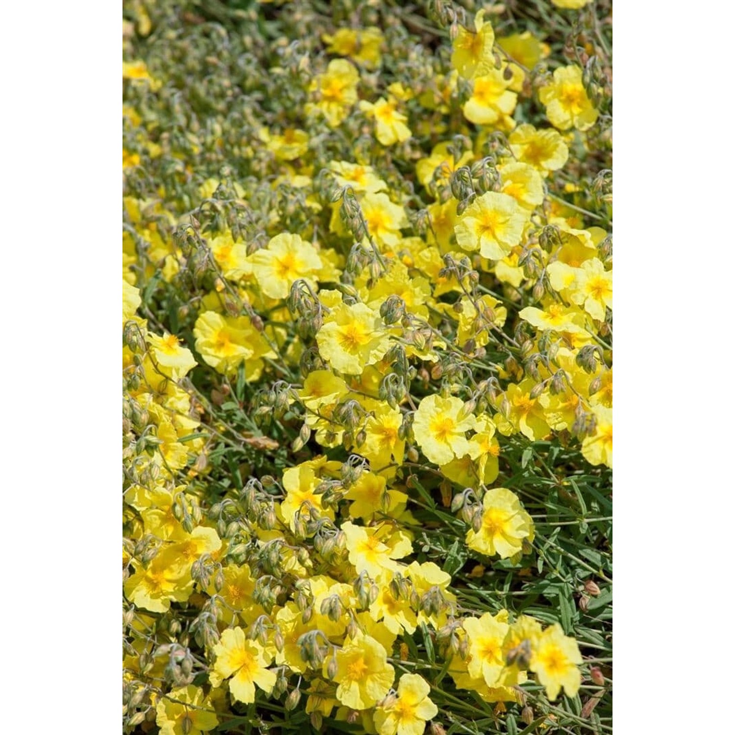 Helianthemum X Cult. Cornish Cream Sonnenröschen Ca. 9x9 cm Topf günstig online kaufen