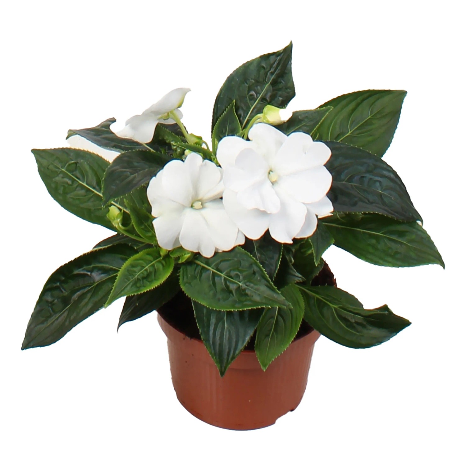 GROW by OBI Edellieschen mit weißen Blüten im Topf, ca. 55 cm hoch.