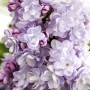 Nahaufnahme von lila Flieder Michel Buchner Blüten, ideal für duftende Frühlingsgärten.