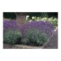 Blühender Lavendel 'Dwarf Blue' im 9cm Topf, 12er Set, als Bodendecker im Garten.