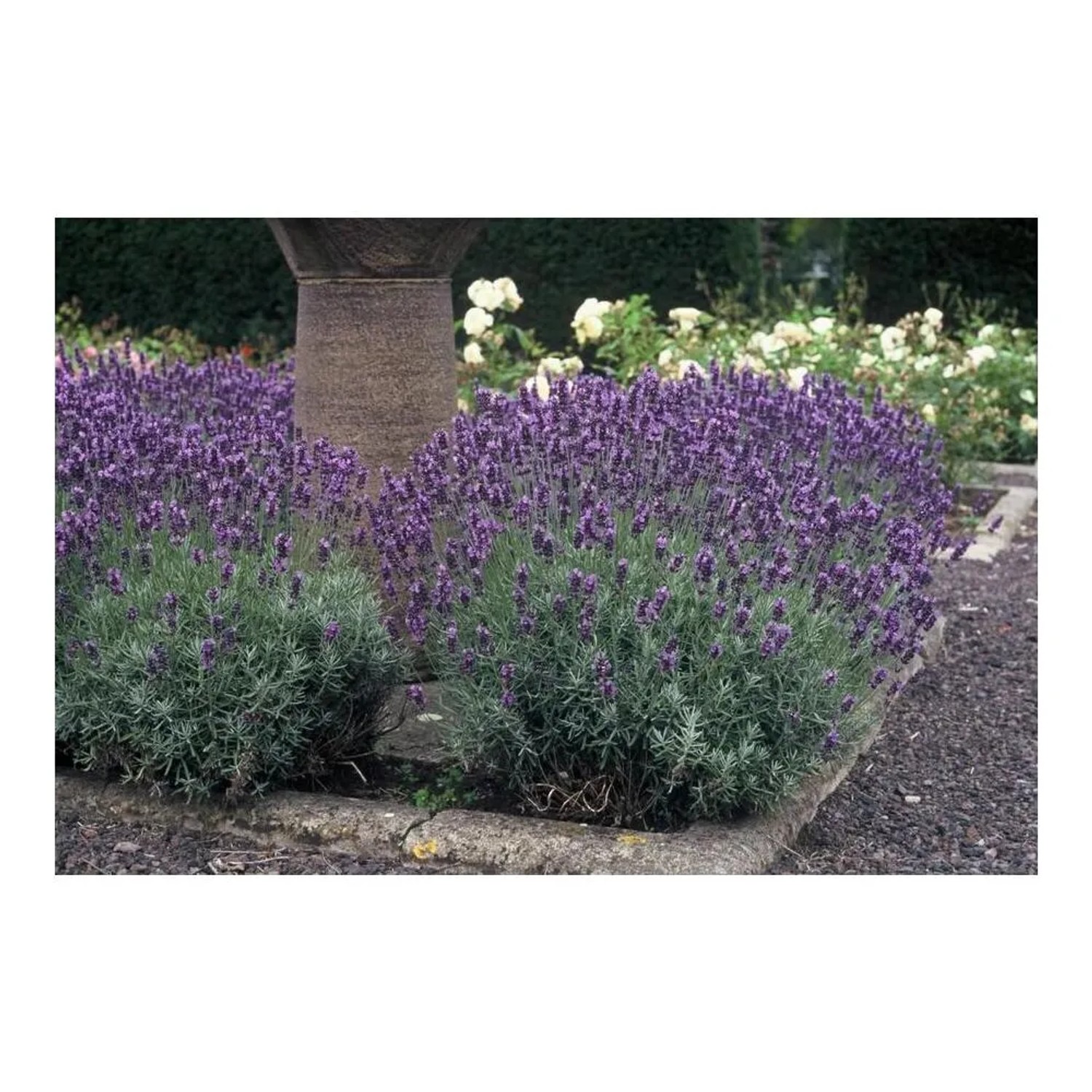 Blühender Lavendel 'Dwarf Blue' im 9cm Topf, 12er Set, als Bodendecker im Garten.