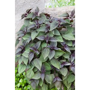 Schokoladenblume Eupatorium Rugosum Chocolate im 11x11 cm Topf mit dunklen Blättern.