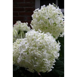 Nahaufnahme einer Ballhortensie Annabelle mit großen, weißen Blütenbällen.