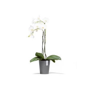 Ecopots Morinda Pflanztopf, grau, 17 cm, mit weißer Orchidee. Ideal für Innen- und Außenbereich.