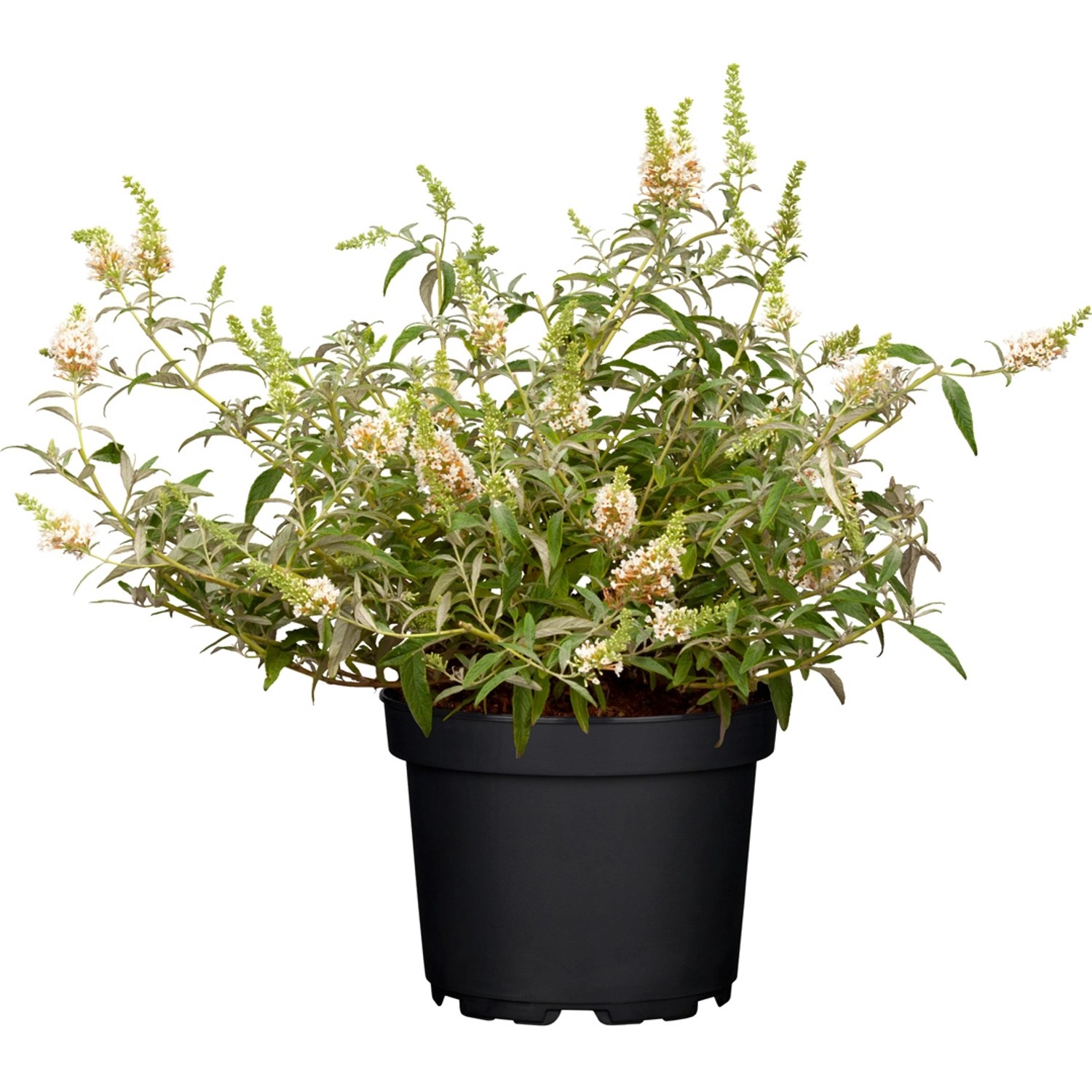 Sommerflieder Cremefarbene Blüten Topf-Ø ca. 19 cm Buddleja Berries & Cream günstig online kaufen