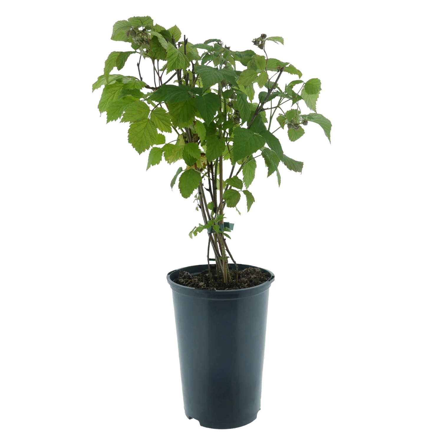 Himbeere Zefa 3 Herbsternte Rot Höhe ca. 20 - 30 cm Topf ca. 2, Rubus idaeus