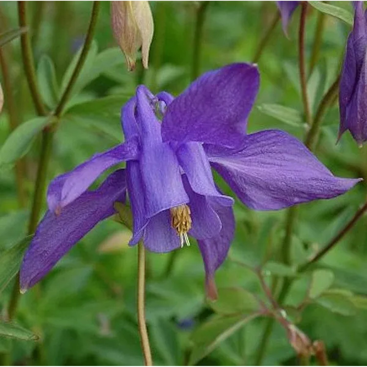 Alpen Akelei - Aquilegia alpina