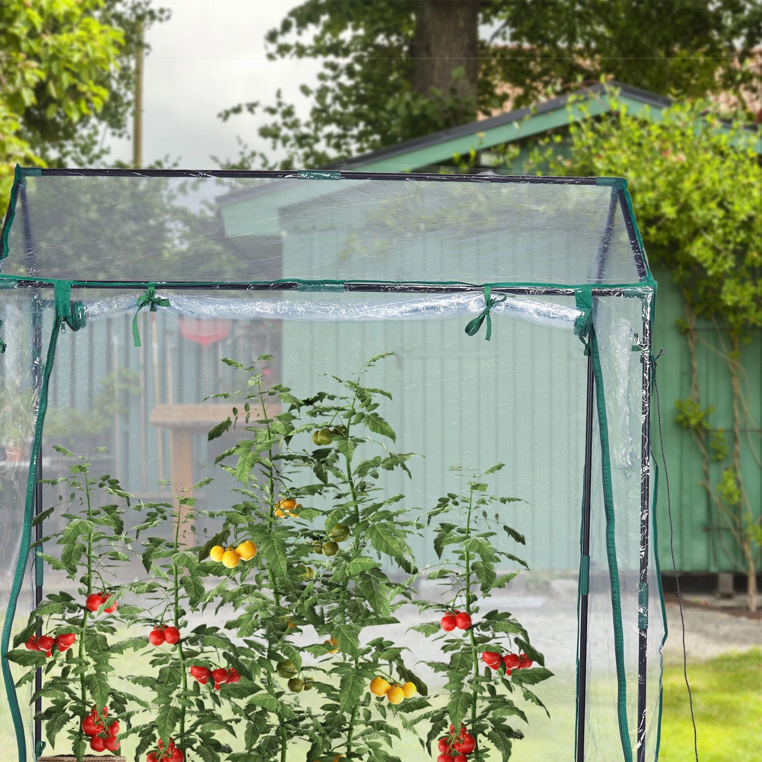 Transparentes Foliengewächshaus mit dunkelgrünem Rahmen und aufgerollter Tür, schützt Tomatenpflanzen im Garten.