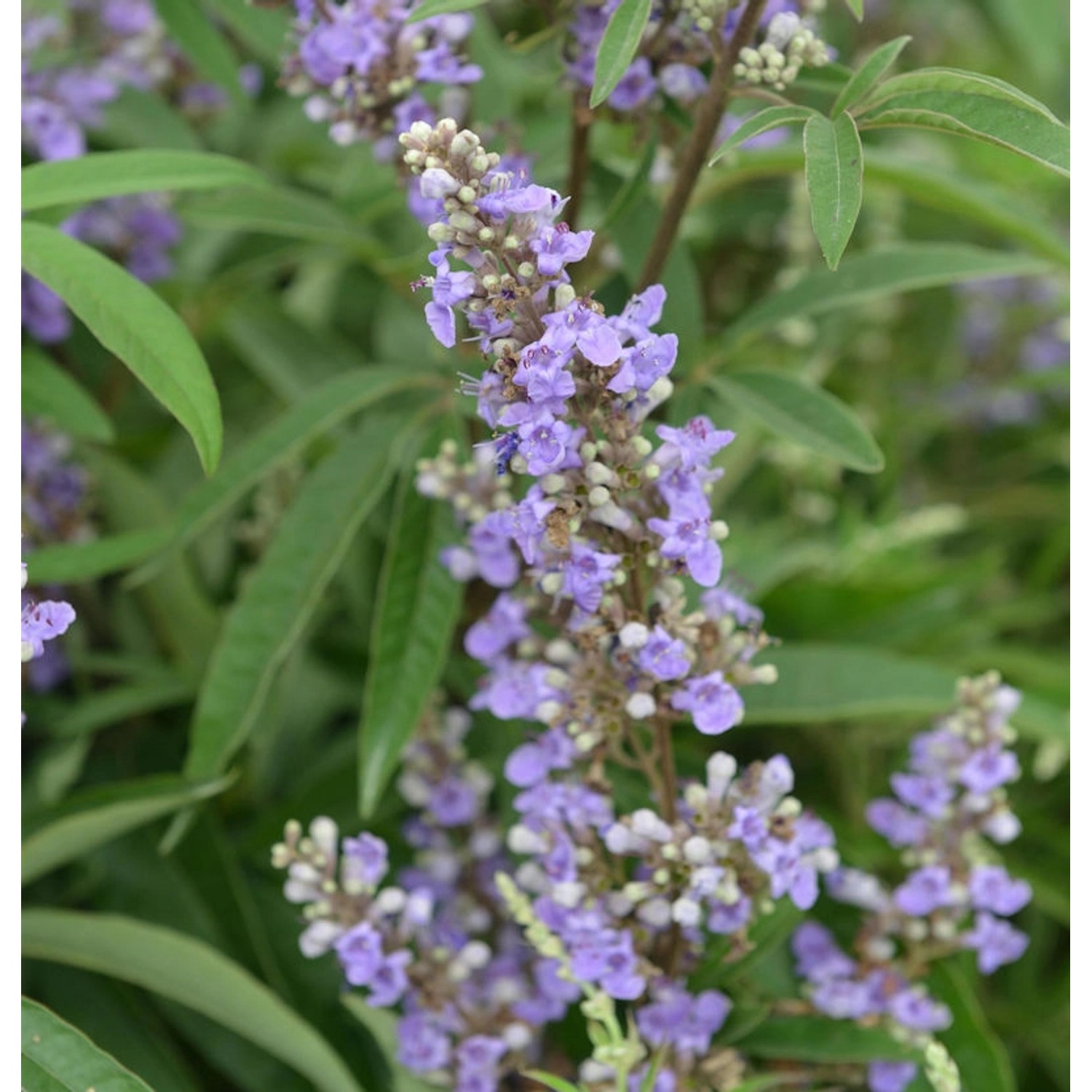 Mönchspfeffer Blue Diddley 40-60cm - Vitex agnus castus günstig online kaufen