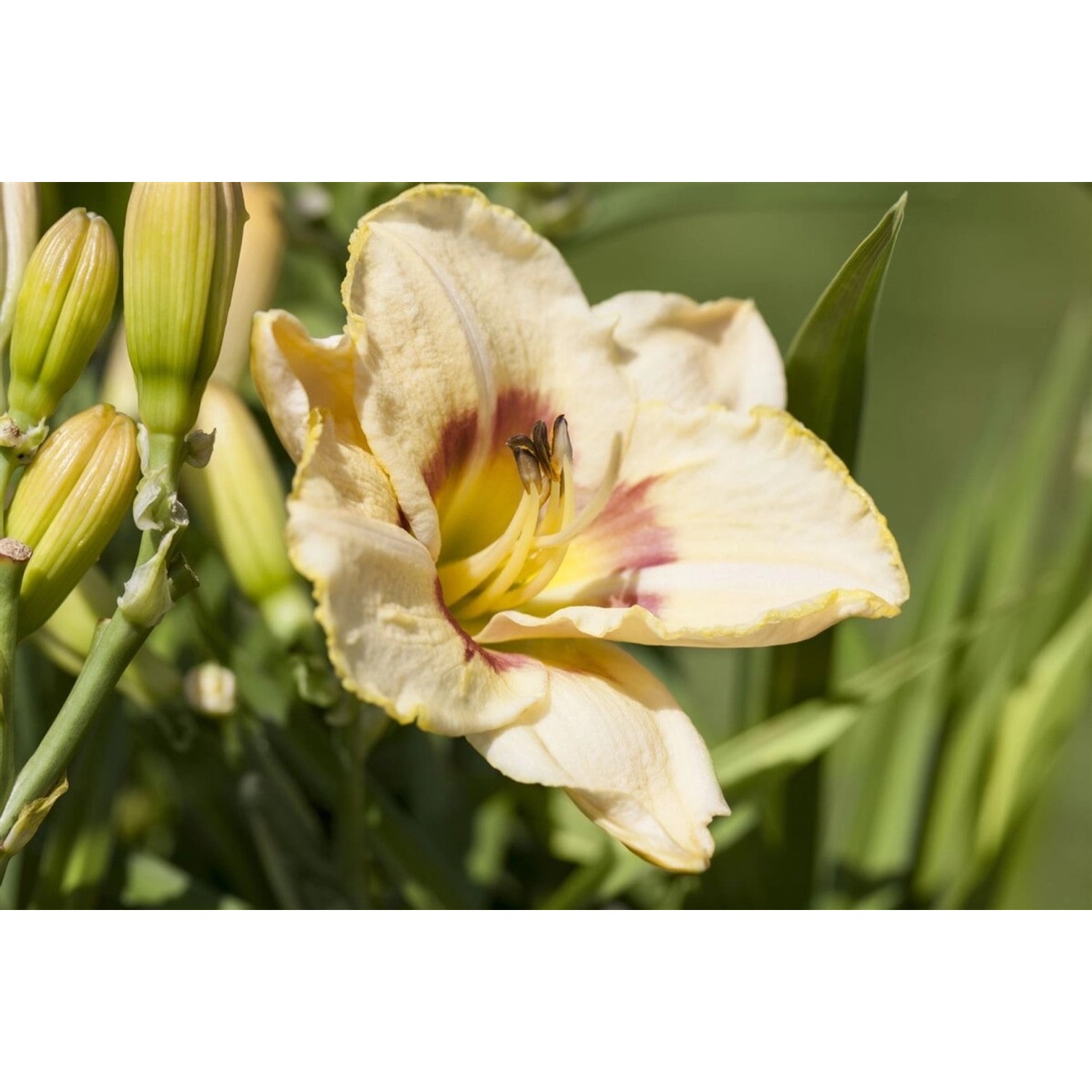 Hemerocallis X Cult. Custard Candy Taglilie Ca. 11x11 cm Topf günstig online kaufen