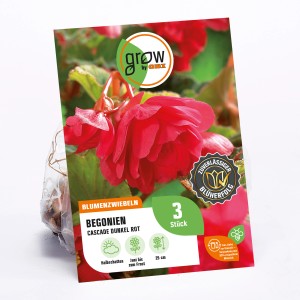 Verpackung GROW by OBI Begonie Cascade Dunkelrot, ca. 25cm hoch. Blumenzwiebeln für Balkon und Garten.
