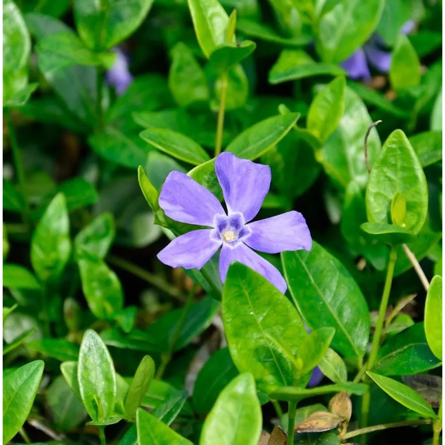 Kleinblättriges Immergrün Marie - Vinca minor