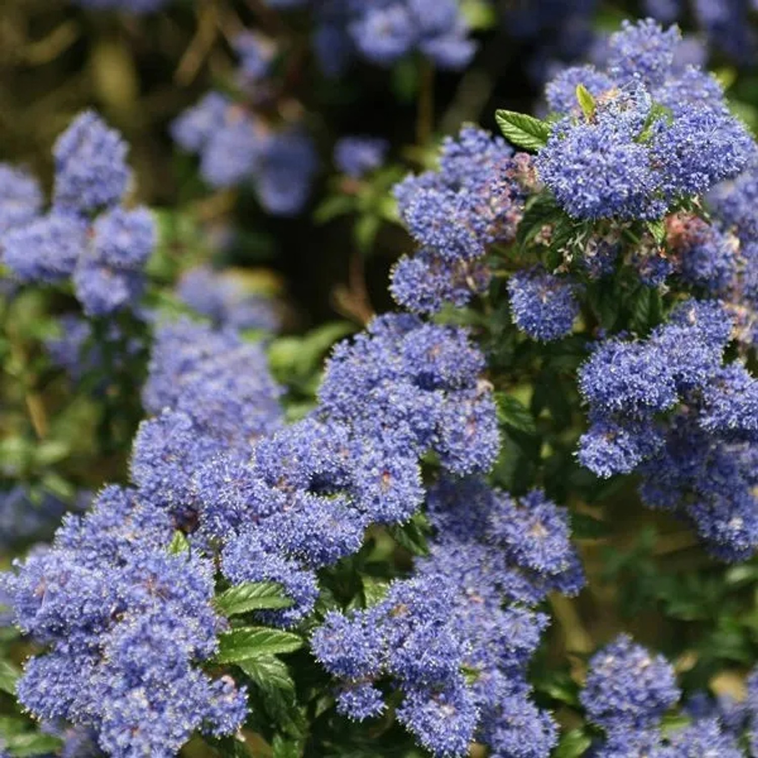 Säckelblume 'Concha' Ceanothus 30 bis 40 cm im Container Tiefblaue Blüten