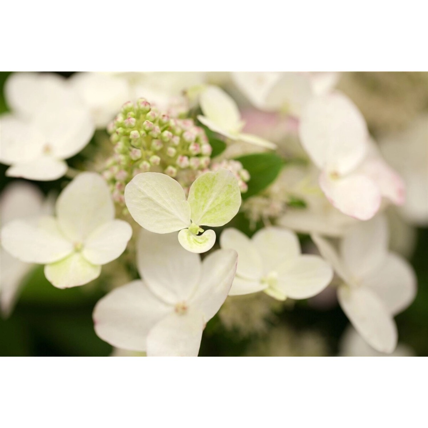 Hydrangea Paniculata Rispenhortensie Magical Fire R 40-60 cm günstig online kaufen