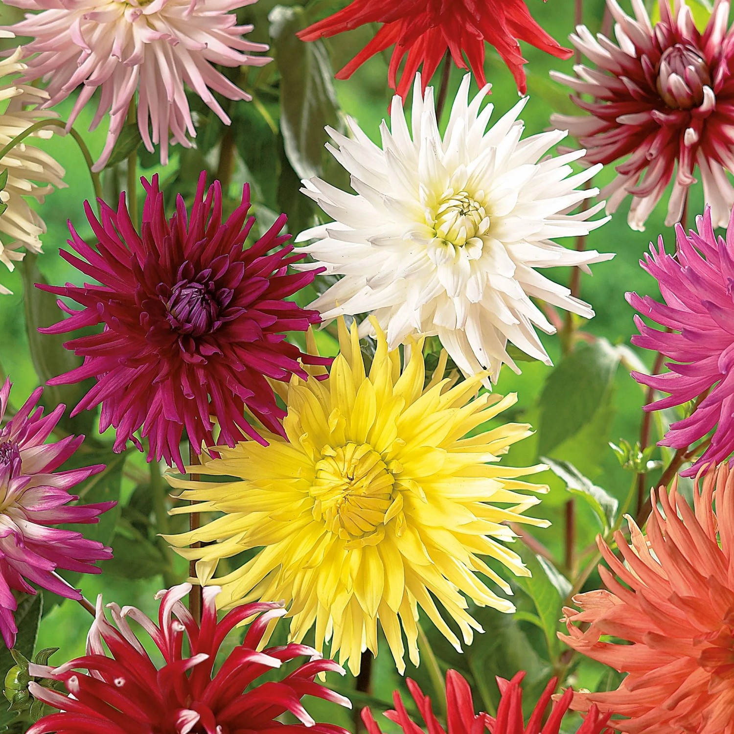 GROW by OBI Dahlie cactus Mischung