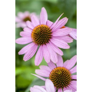 Nahaufnahme des rosa Sonnenhut Lakota (Echinacea purpurea) mit orangefarbener Blütenmitte.