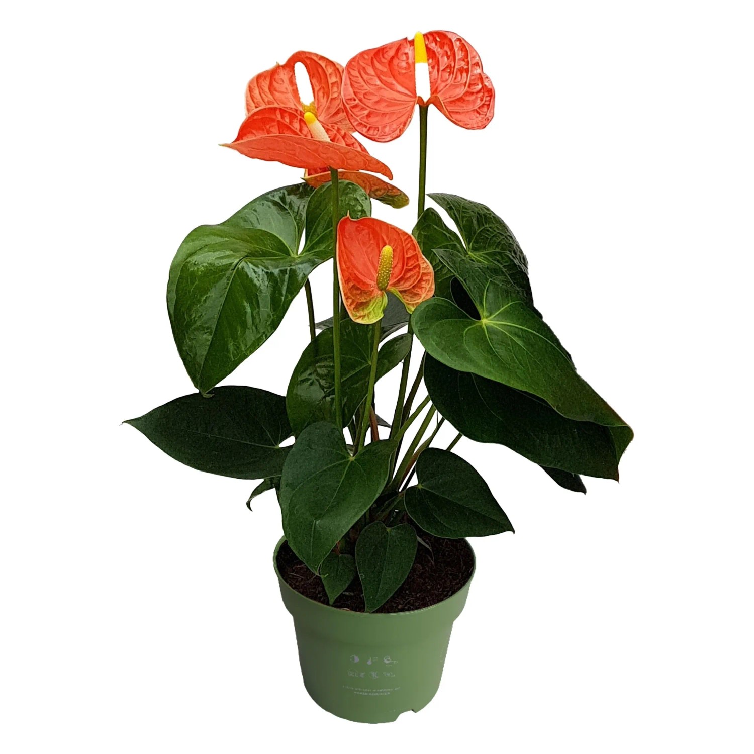Plant In A Box Flamingoblume Anthurium 'Madural Orange' Höhe 40cm Ø14 Orange