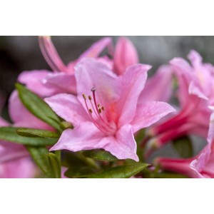 Nahaufnahme: Rosa Rhododendron Viscosum Jolie Madame Blüte mit grünen Blättern.