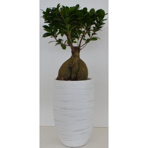 Ficus Bonsai in weißer Keramikvase, Topf ca. 21cm Ø. Zimmerpflanze für Innen.
