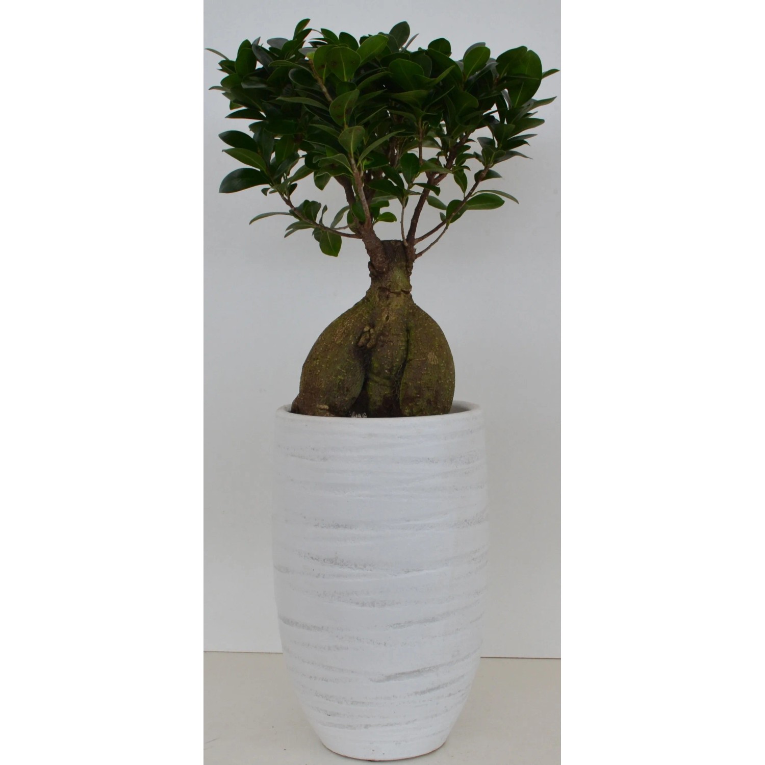 efeutute pflegeleicht Epipremnum Aureum