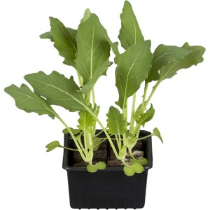 6er Schale Minispitzkohl Rot mit Wurzelballen in schwarzer Pflanzschale.