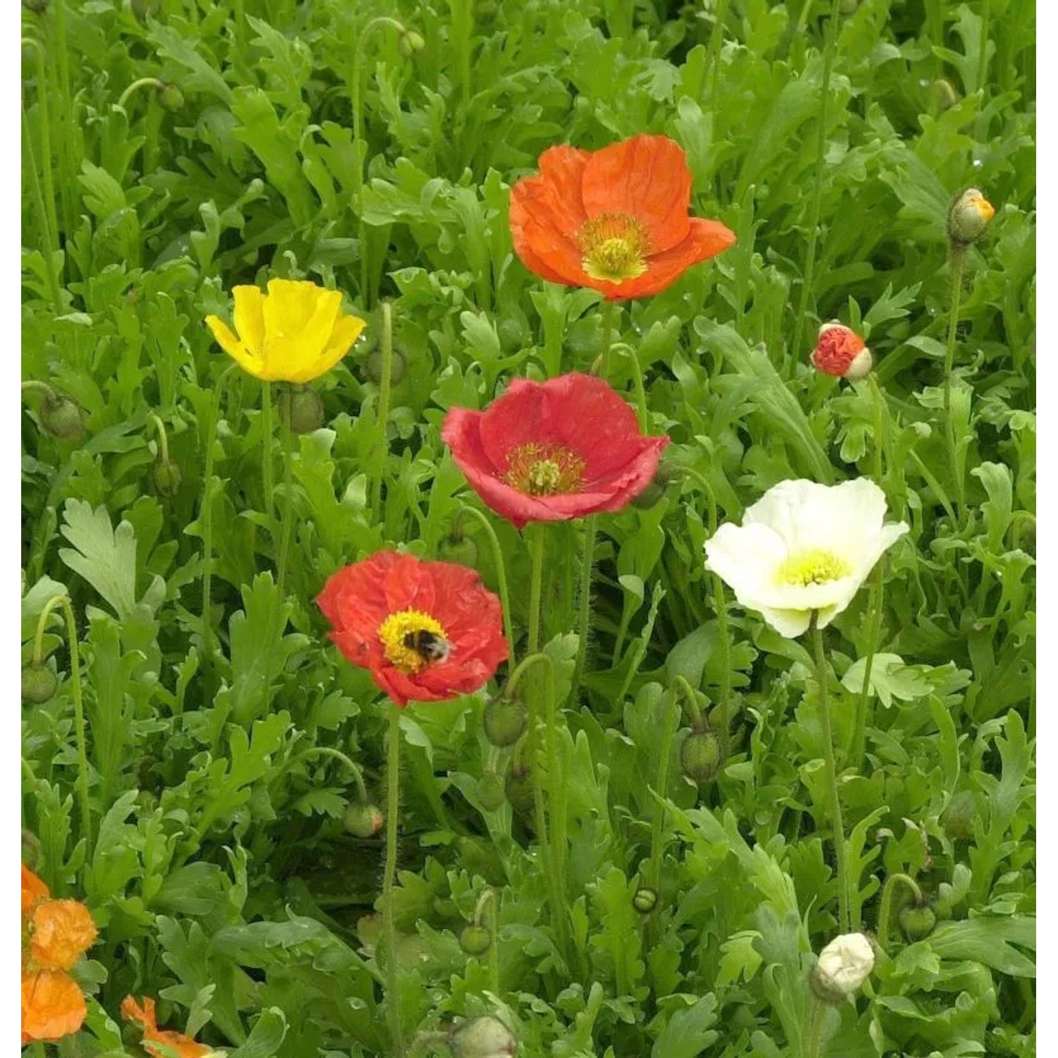 Islandmohn Farbmischung - Papaver nudicaule
