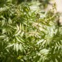 Fiederspiere (Sorbaria sorbifolia), 125-150 cm, mit grünem Laub vor der Blüte.