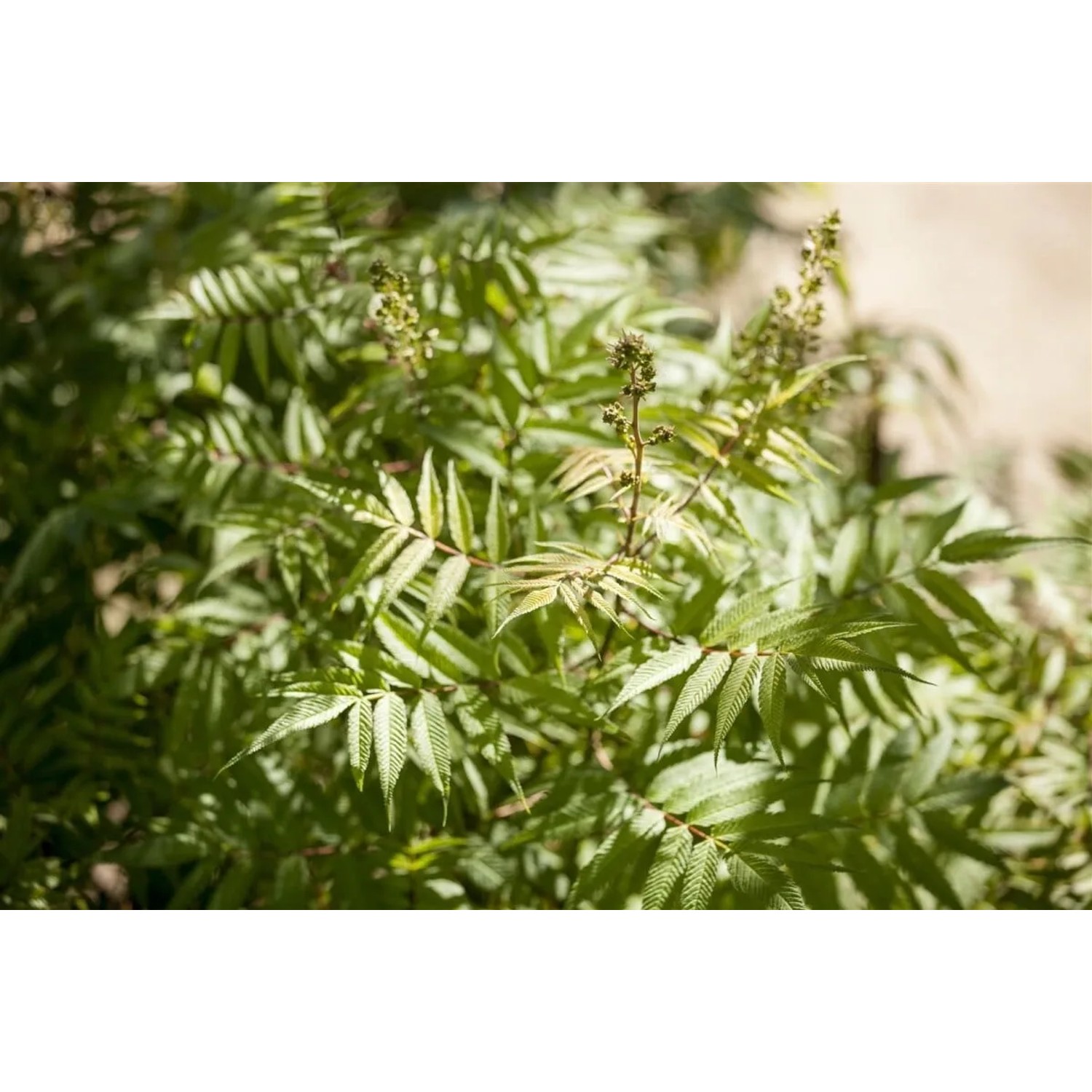 Fiederspiere (Sorbaria sorbifolia), 125-150 cm, mit grünem Laub vor der Blüte.