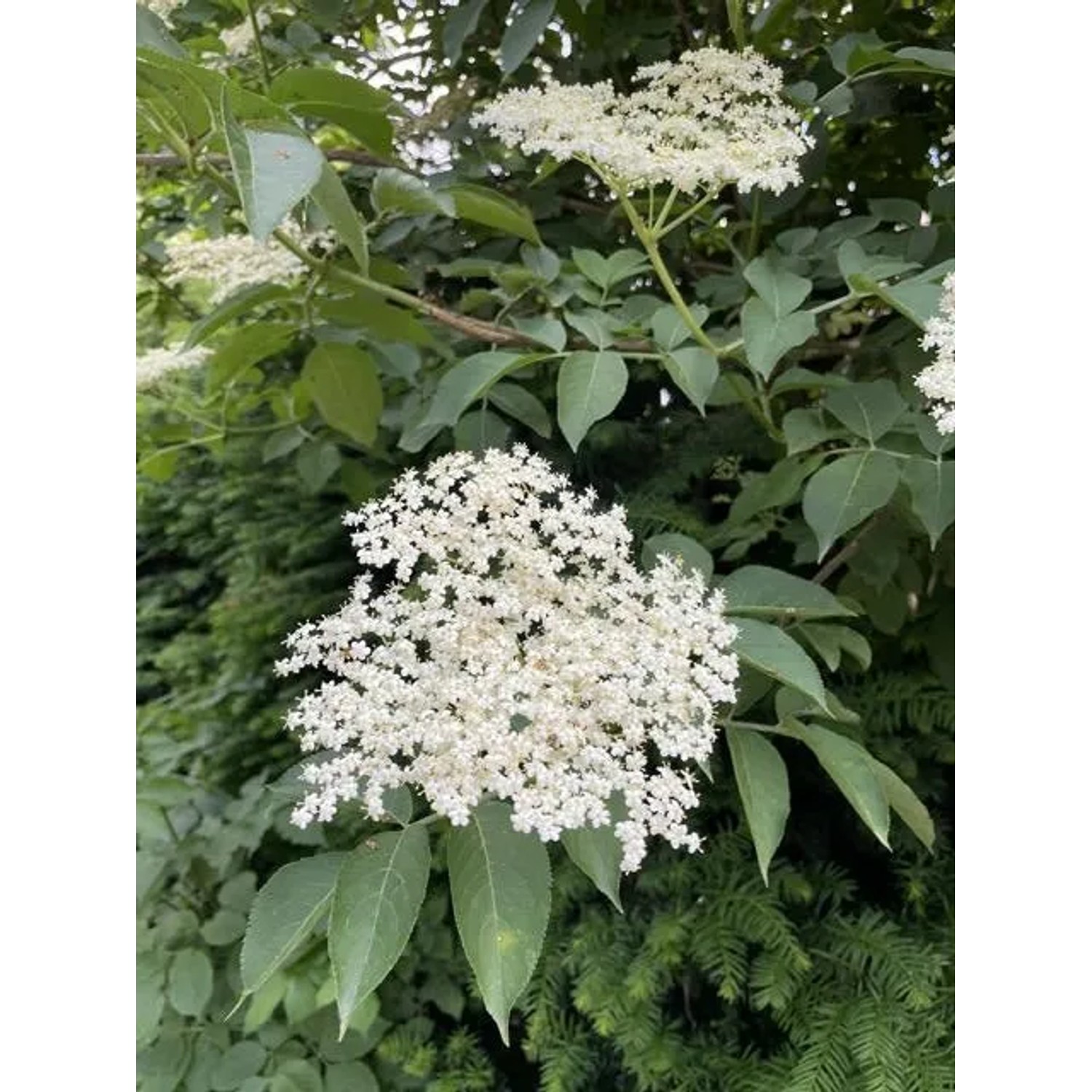 Baumfink Schwarzer Holunder Topfpflanze mit cremeweißen Blüten und grünen Blättern.