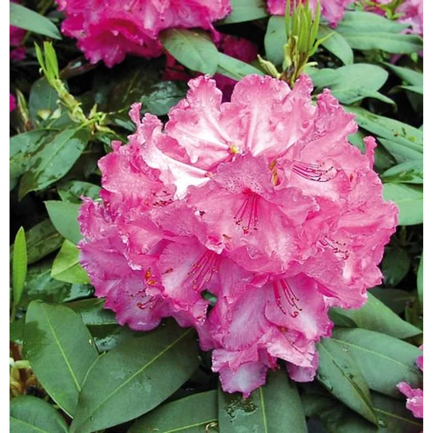 INKARHO - Großblumige Rhododendron Walküre 25-30cm - Alpenrose günstig online kaufen