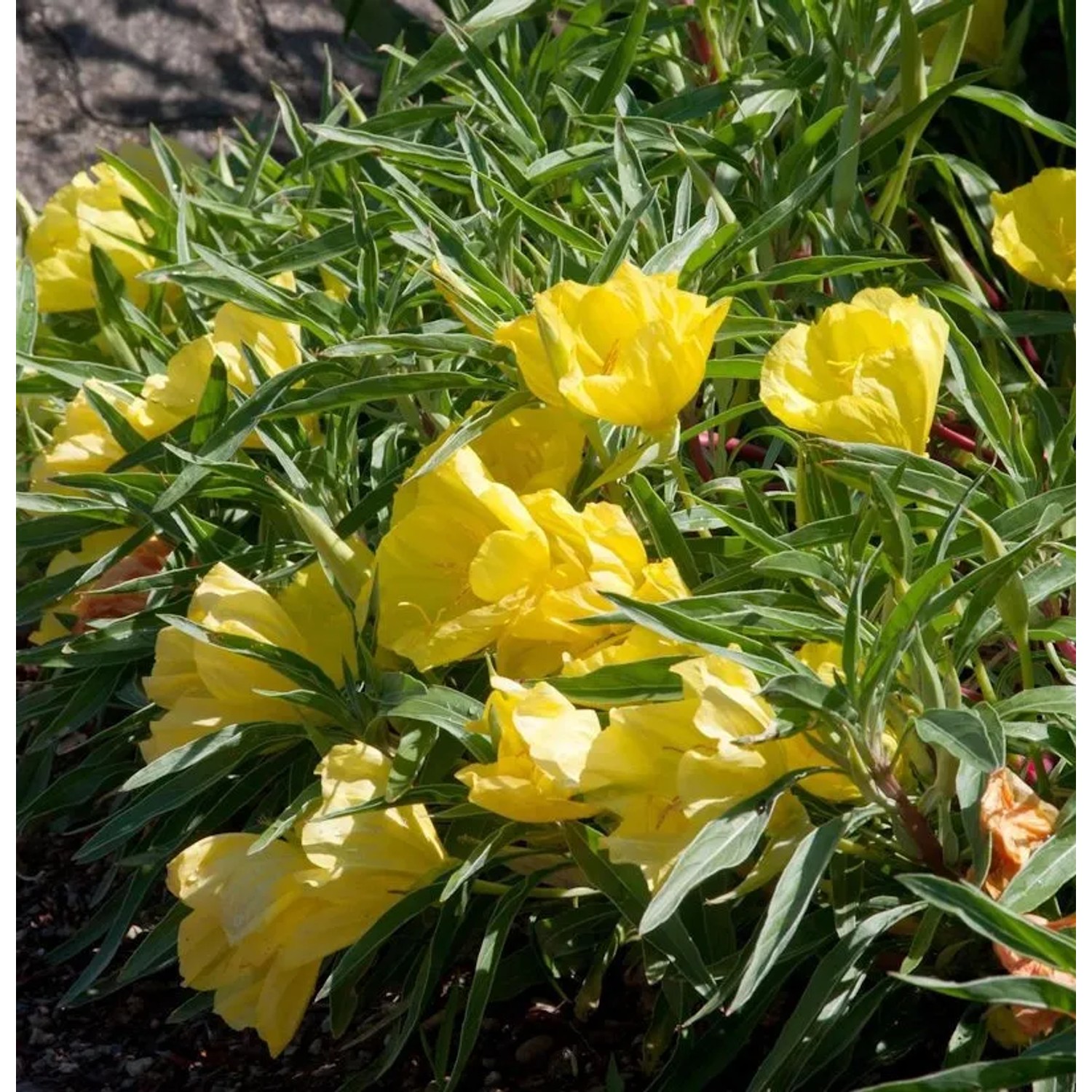 Missouri Nachtkerze African Sun - Oenothera macrocarpa