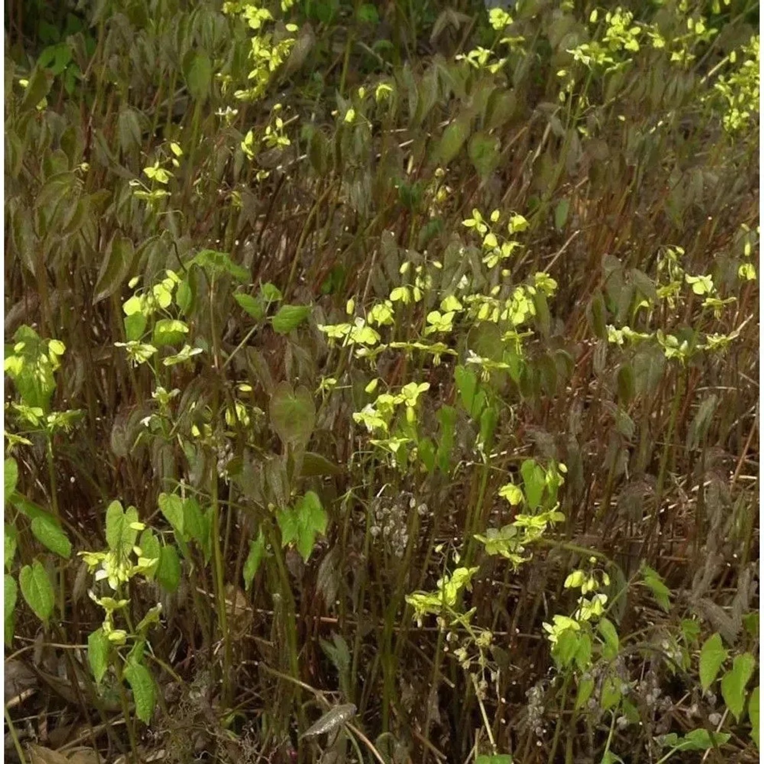 Schwarzmeer Elfenblume Black Sea - Epimedium pinnatum