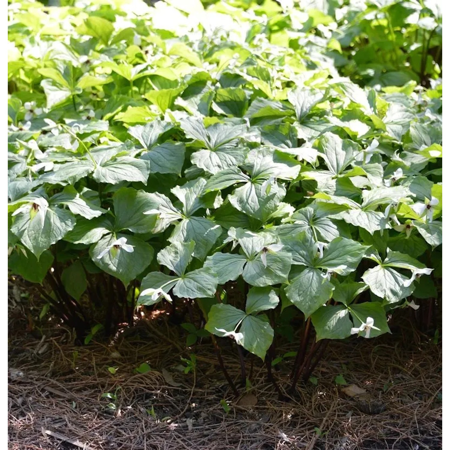Gelbblütige Waldlilie - Trillium viride