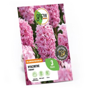 GROW by OBI Hyazinthe Fondant Rosa 3 Stück Hyacinthus orientalis Fondant
