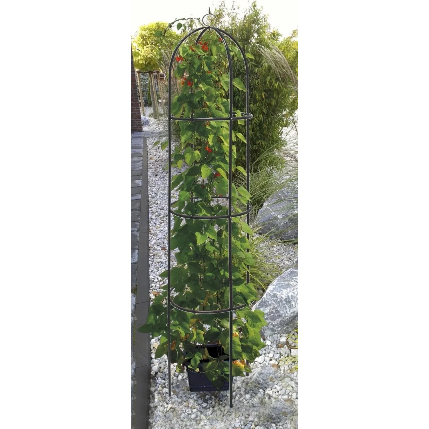 Westfalia Rankobelisk, Ø 40x190 cm, dunkelgrün, mit Kletterpflanze im Garten.