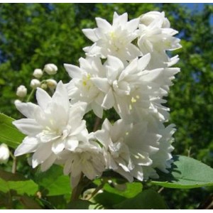 Gefüllter Sternchenstrauch 'Pride of Rochester' mit weißen Blüten.